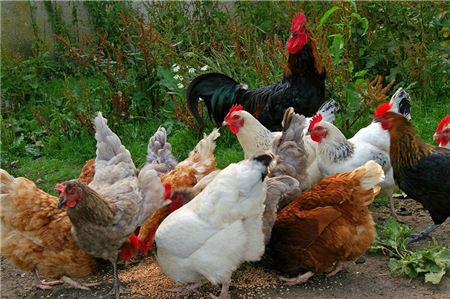 Auch normale Haushühner können an der Vogelgrippe erkranken. 