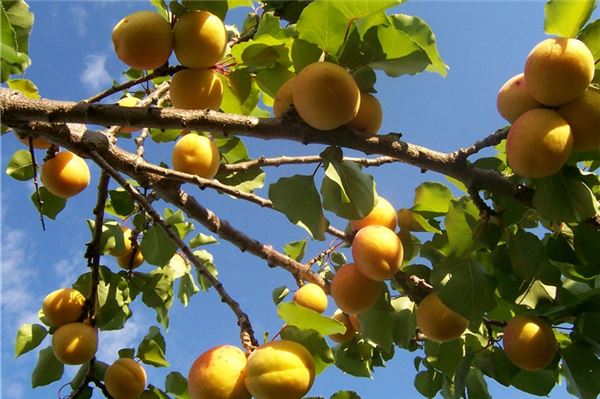 Bald gibt‘s täglich Aprikosen zuhause Aprikosenbaum