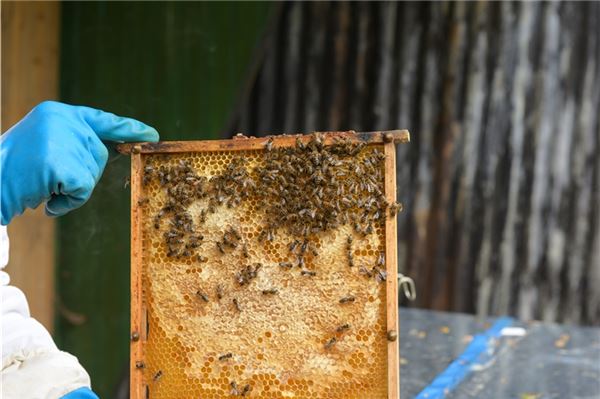 Bienenvölker zum Sterben zurückgelassen