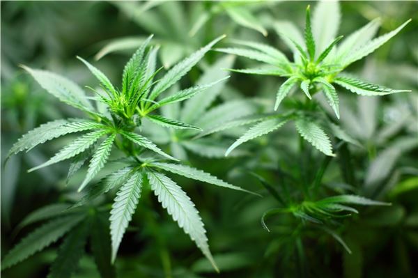 Erst Rauch, dann Rausch: Feuerwehr entdeckt riesige Cannabis-Plantage.