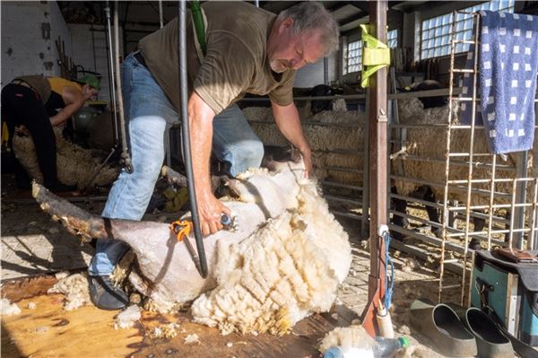 Die Schafe auf den Norder Deichen werden geschoren: Schneiden im Minutentakt