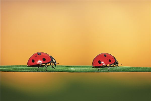 Ostfriesland: Augen auf für kleine Sechsbeiner Ostfriesland: Augen auf für kleine Sechsbeiner