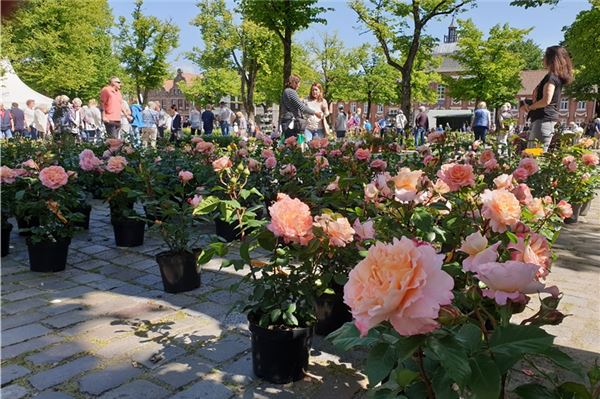 Der Rosenmarkt begeistert mittlerweile seit länger als einem Jahrzehnt Besucherinnen und Besucher mit seiner besonderen Atmosphäre und dem großen Angebot an Pflanzen – insbesondere an Rosen. Archivfoto: Ute Bruns. 