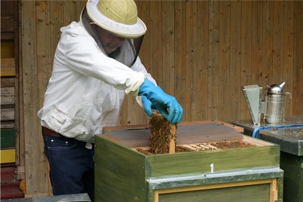 Bienenvölker zum Sterben zurückgelassen