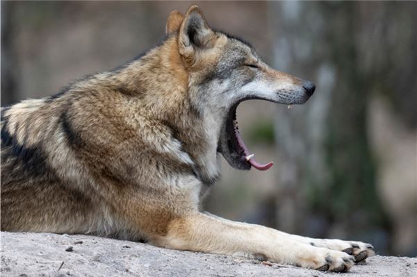 Naturschützer lehnen Abschuss von Wölfen fast komplett ab Ein Wolf im Wald: Der Konflikt über den Umgang mit den Tieren in Ostfriesland verschärft sich immer mehr.