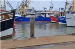Greetsieler Kutter kurz nach Ihrer Ankunft im Büsumer Hafen. Ab Donnerstag werden die Fischer demonstrieren.