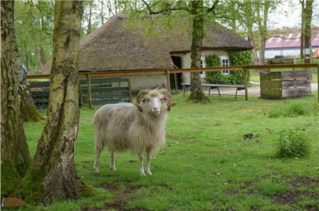 Im Moormuseum leben weißgehörnte Heidschnucken, die man streicheln und füttern kann. Ein idealer Ausflug für Familien mit Kindern.