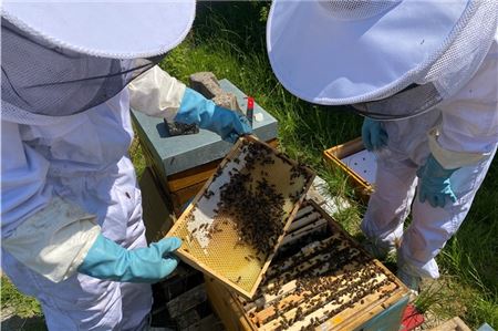 In kompletter Imkermontur suchen die Schüler eine Wabe nach der Bienenkönigin ab.