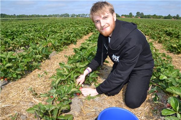 Joel Gielsdorf sammelt frische Erdbeeren auf dem Feld in Leybuchtpolder.