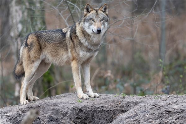 Tier des Anstoßes: Der Wolf gehörte früher zu Ostfriesland. Heute auch noch?