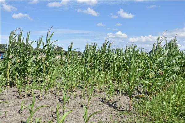 Ostfrieslands gelbes Korn gedeiht unterschiedlich gut Unterschiedliche Fruchtstände auf demselben Feld. Foto: Daja Ecke