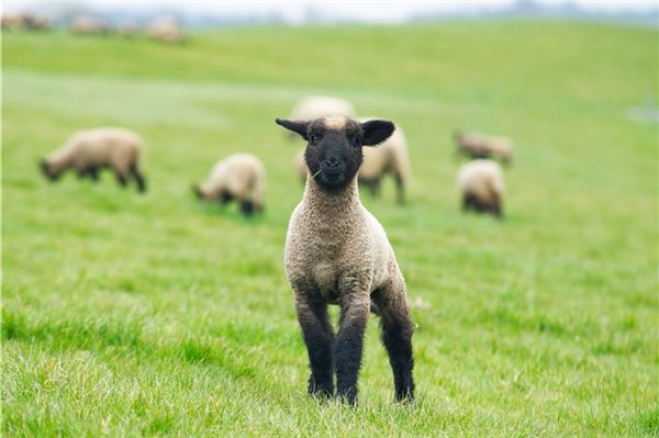 Unbekannte stehlen 32 Schafe vom Ems-Deich