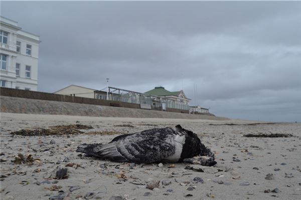 Anfassen nur mit Plastikhandschuhen Vor allem Weißwangengänse trifft es: Die aviäre Influenza tritt in diesem Jahr vermehrt auf, Eine toten Nonnengans am Weststrand von Norderney.