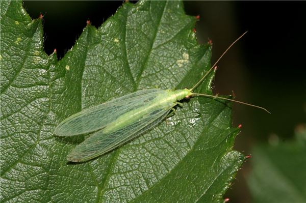Ostfriesland: Augen auf für kleine Sechsbeiner