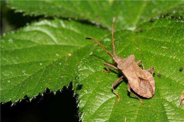 Ostfriesland: Augen auf für kleine Sechsbeiner
