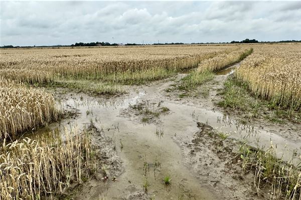 Landwirte klagen über Regen: „Es wird jeden Tag schlimmer!“
