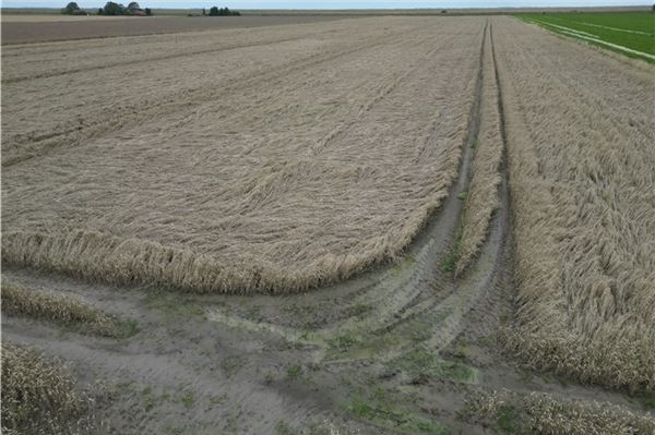 Landwirte klagen über Regen: „Es wird jeden Tag schlimmer!“