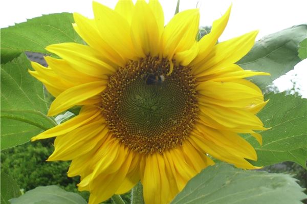 Wer hat die schönste oder größte Sonnenblume im Norderland? Diese Frage beantwortet der KURIER in einigen Wochen, wenn die Leser ihre schönsten Fotos an die Redaktion geschickt haben.  