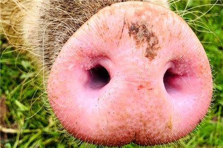 Wer vermisst (s)ein Schwein?