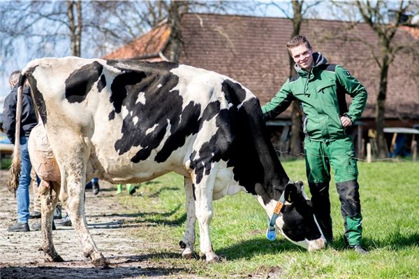  Landwirt Markus Meyenburg steht mit einer Kuh auf einer Weide. In vielen Regionen Niedersachsens dürfen die Kühe mit Beginn des Frühlings wieder auf die Wiesen. Das Grünlandzentrum Niedersachsen/Bremen hat die Weidesaison auf dem Hof der Familie Meyenburg offiziell eröffnet. 