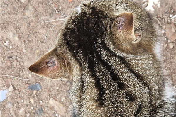 2024 wurde bereits eine Katze so aufgefunden.