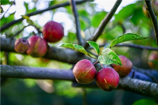 Land fördert gesunde Ernährung mit 7,2 Millionen: Auch Norder Schüler profitieren 7,2 Millionen Euro werden in Obst investiert.