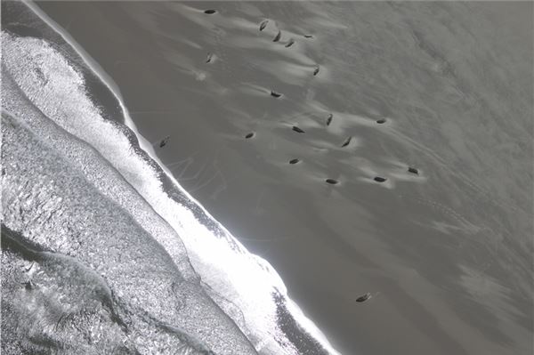 Seehundzähler gehen wieder über der Nordsee in die Luft