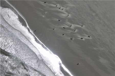 Ab Freitag werden entlang der Nordseeküste die Seehundbestände gezählt. 