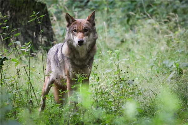 Als der Wolf mit der Bezeichnung GW3824m in die Fotofalle lief, war er ein Jahr alt. Archivbild
