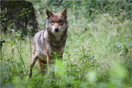 Als der Wolf mit der Bezeichnung GW3824m in die Fotofalle lief, war er ein Jahr alt. Archivbild