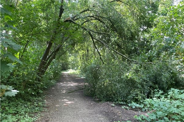 Am Sonnabend kippte ein Pflaumenbaum über einen Fußweg.