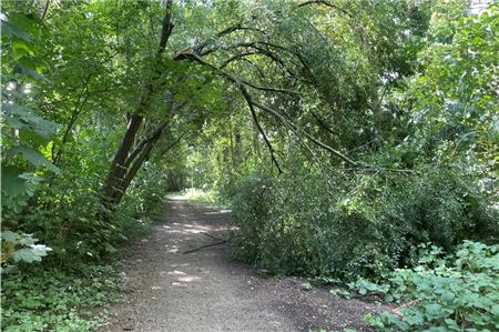 Am Sonnabend kippte ein Pflaumenbaum über einen Fußweg.