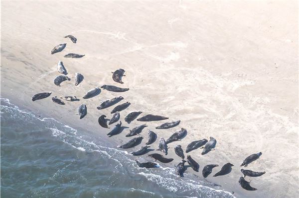 An der niedersächsischen Küste beginnen die Kontrollflüge zur Zählung der Seehunde im Wattenmeer. Aus der Luft zählen und fotografierten die Experten Alt- und Jungtiere, die sich bei Ebbe ausruhen. 