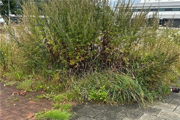 An dieser Ecke des Parkplatzes beim Festspielhaus am Wall ist definitiv schon länger nichts mehr getan worden.Fotos: Alexander von Glisczynski