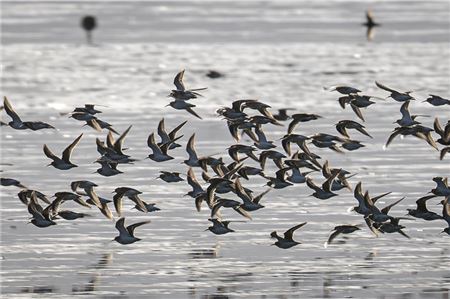 ARCHIV - 12.10.2023, Niedersachsen, Jade: Vögel rasten im Watt. Millionen von Zugvögeln lassen sich in diesen Tagen bei der Rast im Wattenmeer beobachten. (zu dpa: «Wattenmeer ist wieder Drehscheibe des Vogelzugs») Foto: Sina Schuldt/dpa +++ dpa-Bildfunk +++