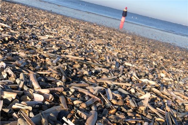 Massenhaftes Muschelsterben auf Norderney