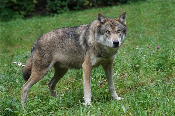 Aufmerksamer Blick: Ein europäischer Wolf. Foto: pixabay
