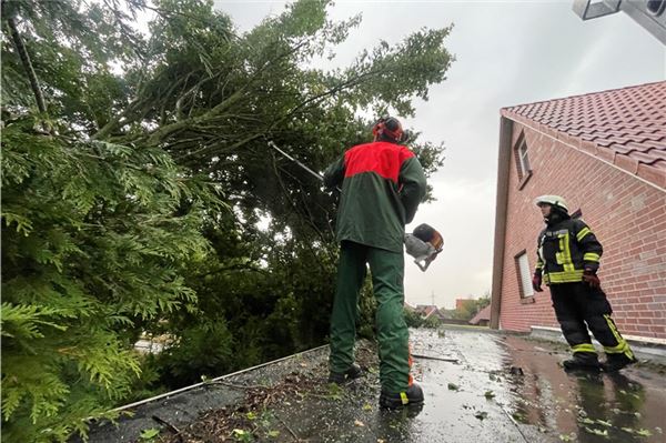 Stürmischer Nachmittag: Drei Einsätze für Norder Feuerwehr Bäume mussten gefällt werden.