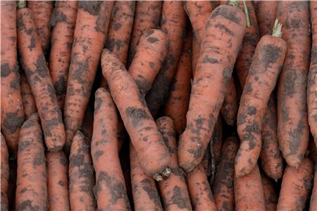 Bauern in Deutschland haben im vergangenen Jahr mehr Bio-Gemüse produziert. Foto: Swen Pförtner/dpa