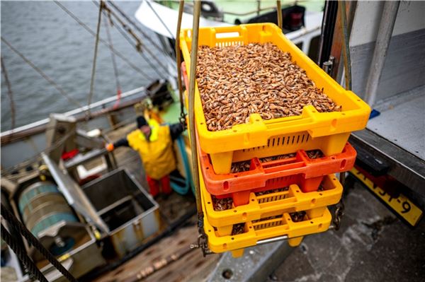 Bereits auf dem Krabbenkutter gekochte Krabben (Nordseegarnelen) werden im Hafen auf einen LKW verladen.