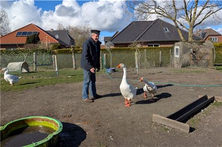 Besser als Wachhunde: Die handzahmen Gänse von Ludwig Smid schnattern los, wenn Fremde im Garten sind. Fotos: Merlin Klinke