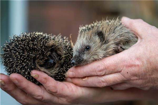 Kleine Stacheln, große Sorgen: Igel in Gefahr