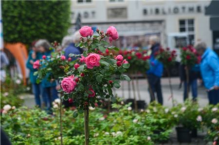 Auf dem Marktplatz Norden wird es bunt