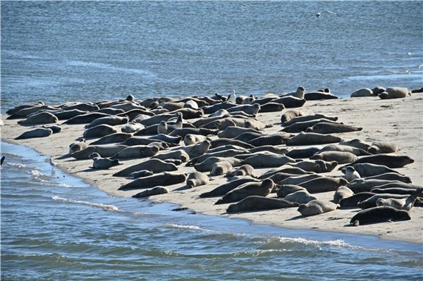 Seehundzählung startet am Montag Seehundzählung startet am Montag