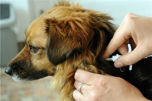 Was Hundebesitzer aus Norden in 2026 wissen müssen