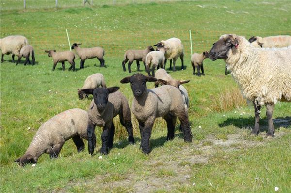 Schafe und Lämmer tummeln sich wieder an Norder Deichen