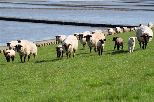 Schafe schubsen rettet Leben!