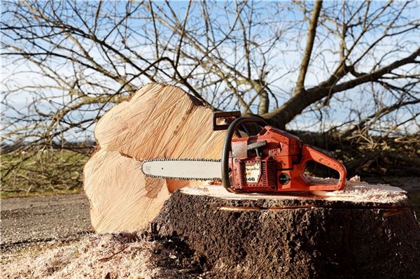 Norderneyer Verwaltung entscheidet: Baumschutzsatzung ist vom Tisch