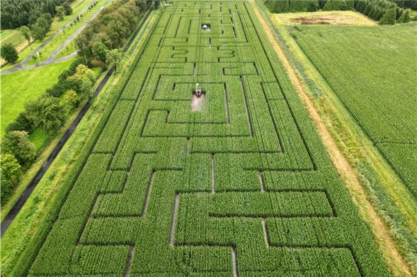 Maislabyrinth in Lütetsburg hat eröffnet