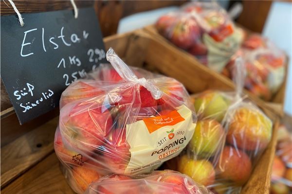 Große Früchte, schöne Farbe: Apfelernte in Dornum